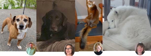 Screenshot images of four dogs of Promet Source team members